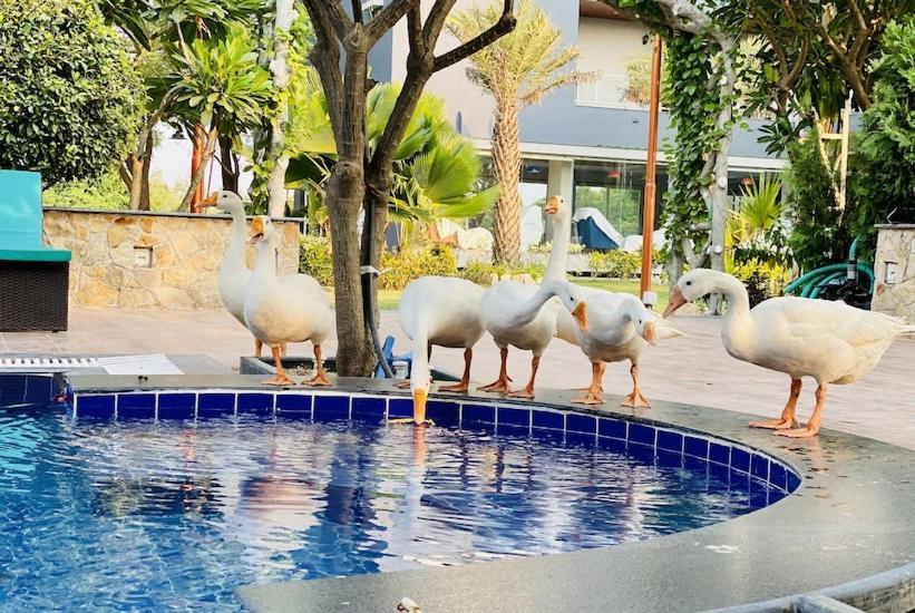 Krishna Riverside Resort Vasad Exterior foto